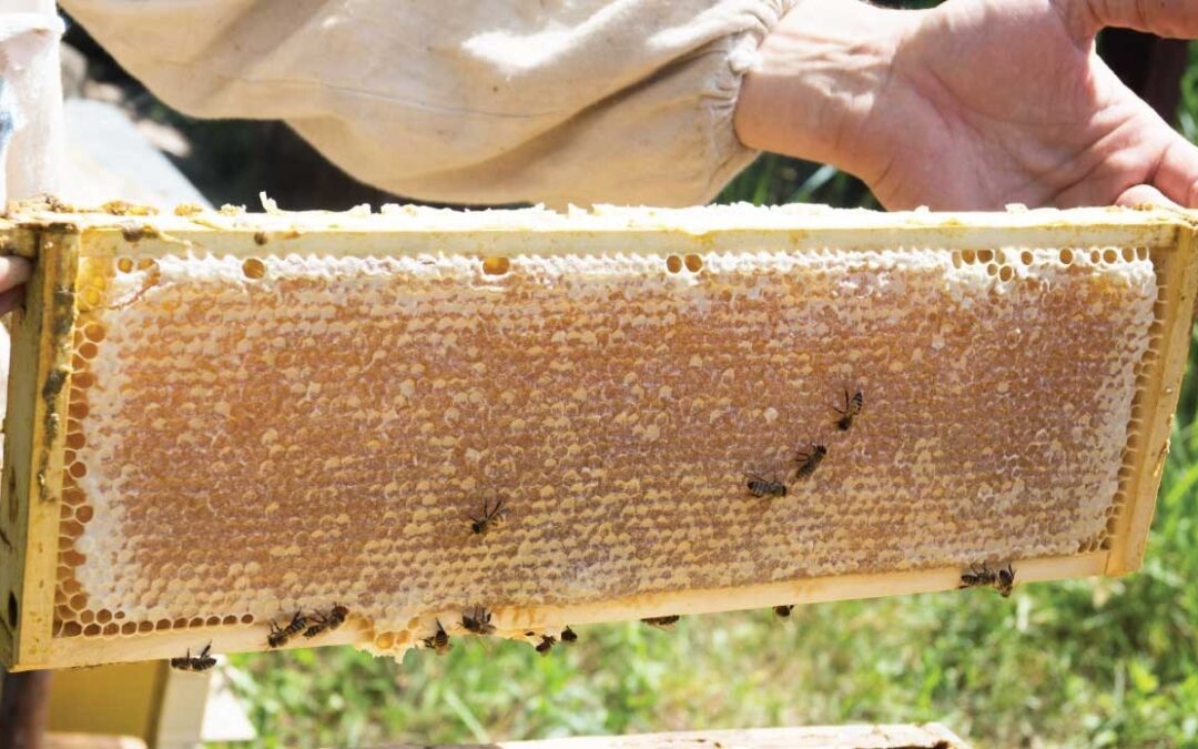 Bandi 2025 contributi per apicoltori