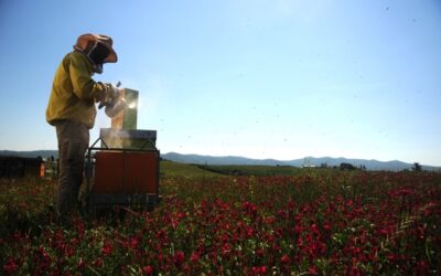 Domenica 17 maggio torna Mielerie Aperte. Le proposte toscane