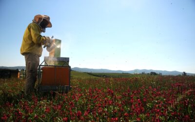 Sono 104 i mieli toscani in gara per il Concorso Regionale Miele e Salute 2026